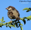 Passeridae