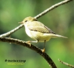 Phylloscopidae