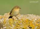 Phylloscopidae