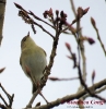 Phylloscopidae
