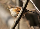 Prunellidae