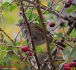 Passera scopaiola Prunella modularis