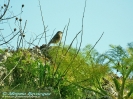 Sordone Prunella collaris