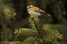 Fiorrancino Regulus ignicapilla