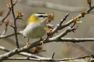 Fiorrancino