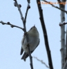 Regulidae