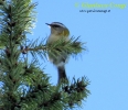 Fiorrancino Regulus ignicapilla