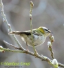 Regulidae