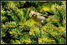 Regolo Regulus regulus