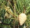 Regulidae