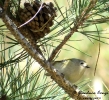 Regulidae