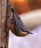 Picchio muratore Sitta europaea