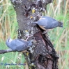 Sittidae