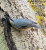 Sittidae