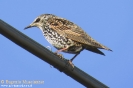 Storno Sturnus vulgaris