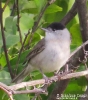Capinera Sylvia atricapilla