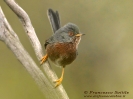 Magnanina comune Sylvia undata