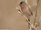 Magnanina comune Sylvia undata