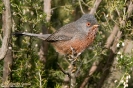 Magnanina comune