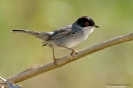 Occhiocotto Sylvia melanocephala