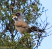 Sylviidae
