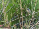 Sylviidae