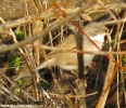 Sylviidae