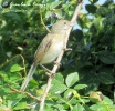 Sterpazzola Sylvia communis