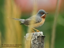 Sterpazzolina comune Sylvia cantillans