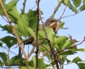 Sterpazzolina comune Sylvia cantillans