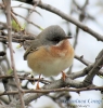 Sylviidae