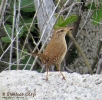 Troglodytidae