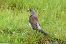 Cesena Turdus pilaris