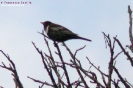 Merlo dal collare Turdus torquatus