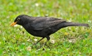 Merlo Turdus merula