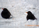 Merlo Turdus merula
