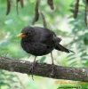 Merlo Turdus merula