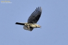 Tordela Turdus viscivorus