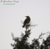 Tordo bottaccio Turdus philomelos