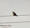 Tordo bottaccio Turdus philomelos