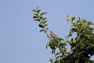 Turdidae