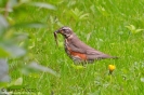 Tordo sassello Turdus iliacus