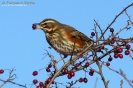 Tordo sassello Turdus iliacus