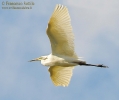 Ardeidae