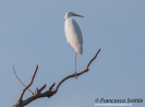 Airone bianco maggiore Casmerodius albus