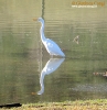 Airone bianco maggiore Casmerodius albus