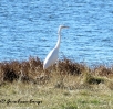 Airone bianco maggiore
