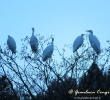 PELECANIFORMES