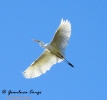Airone bianco maggiore
