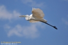Airone bianco maggiore